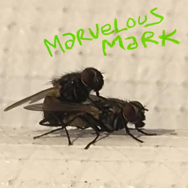 Marvelous Mark - Buzzin'