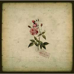 In The Pines – S/T